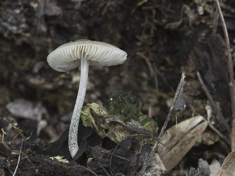 Pluteus reisneri